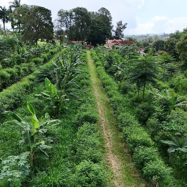 Agrofloresta da Dani (Safra 2025)