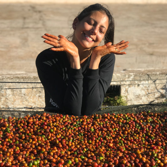 Moka da Dani (Safra 2024)