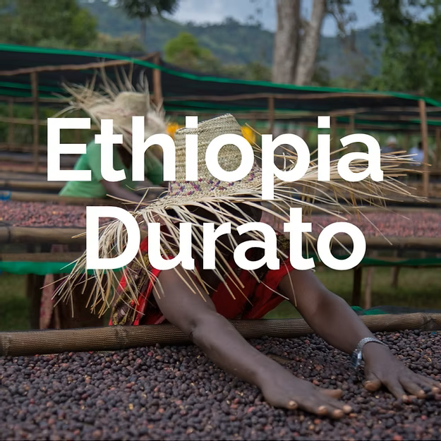 Ethiopia Sidama Durato Bombe Washed